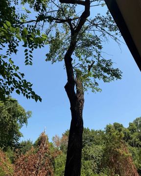 Tree trimming