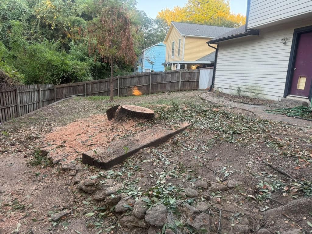 Tree removed from backyard